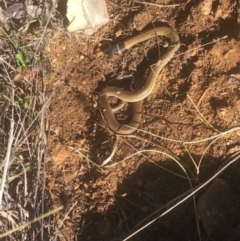 Pseudonaja textilis at Michelago, NSW - 6 Jul 2023