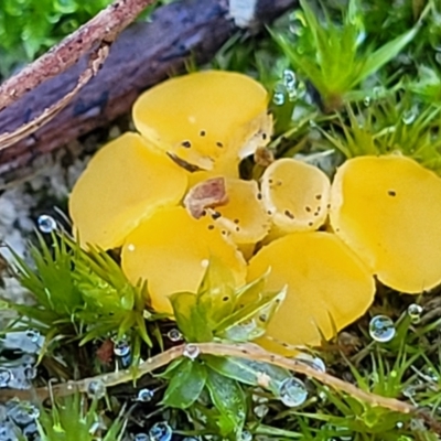 Unidentified Cup or disk - with no 'eggs' at Nambucca Heads, NSW - 6 Jul 2023 by trevorpreston