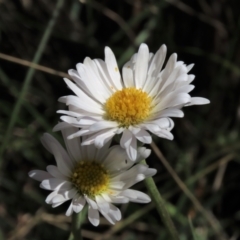 Brachyscome aculeata (Hill Daisy) at Dry Plain, NSW - 14 Mar 2022 by AndyRoo