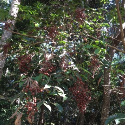 Rhodosphaera rhodanthema (Deep Yellowwood) at The Gap, QLD - 13 Jun 2023 by PatenP