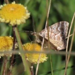 Coronidium gunnianum at Dry Plain, NSW - 14 Mar 2022