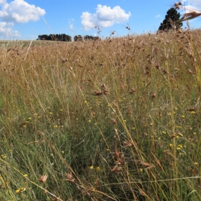 Themeda triandra (Kangaroo Grass) at Dry Plain, NSW - 14 Mar 2022 by AndyRoo