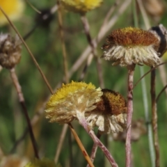 Coronidium gunnianum (Gunn's Everlasting) at Dry Plain, NSW - 14 Mar 2022 by AndyRoo