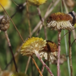 Coronidium gunnianum at Dry Plain, NSW - 14 Mar 2022