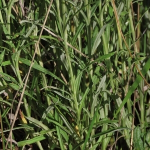 Coronidium gunnianum at Dry Plain, NSW - 14 Mar 2022