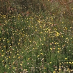 Coronidium gunnianum at Dry Plain, NSW - 14 Mar 2022