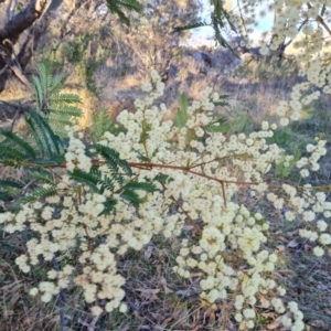 Acacia terminalis at Jerrabomberra, ACT - 6 Jul 2023