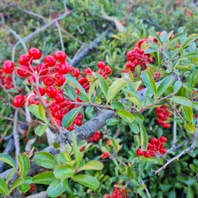 Pyracantha fortuneana (Firethorn) at Jerrabomberra, ACT - 6 Jul 2023 by Mike