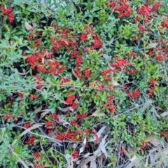 Pyracantha fortuneana at Jerrabomberra, ACT - 6 Jul 2023