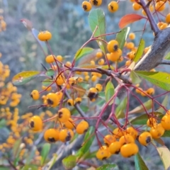 Pyracantha fortuneana (Firethorn) at Jerrabomberra, ACT - 6 Jul 2023 by Mike