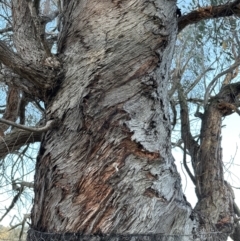 Eucalyptus bridgesiana (Apple Box) at Molonglo Valley, ACT - 6 Jul 2023 by lbradley