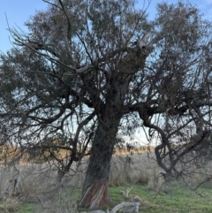 Eucalyptus bridgesiana at Cook, ACT - 6 Jul 2023 04:12 PM