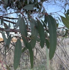 Eucalyptus bridgesiana at Cook, ACT - 6 Jul 2023 04:12 PM