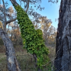 Hedera hibernica (Ivy) at Jerrabomberra, ACT - 6 Jul 2023 by Mike