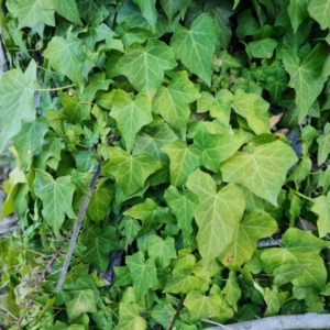 Hedera hibernica at Isaacs Ridge - 6 Jul 2023