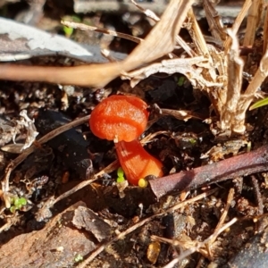 Hygrocybe sp. ‘red’ at Lyneham, ACT - 29 Jun 2023