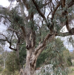 Eucalyptus nortonii at Wanniassa Hill - 4 Jul 2023 12:00 PM