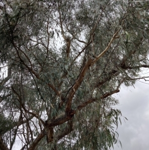 Eucalyptus nortonii at Wanniassa Hill - 4 Jul 2023 12:00 PM