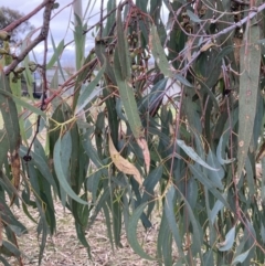 Eucalyptus nortonii at Wanniassa Hill - 4 Jul 2023 12:00 PM