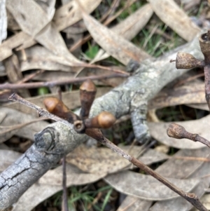 Eucalyptus nortonii at Wanniassa Hill - 4 Jul 2023 12:00 PM