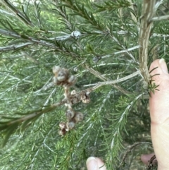 Melaleuca parvistaminea (Small-flowered Honey-myrtle) at Molonglo Valley, ACT - 6 Jul 2023 by lbradley