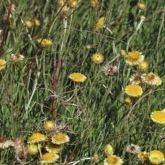 Coronidium gunnianum (Gunn's Everlasting) at Dry Plain, NSW - 14 Mar 2022 by AndyRoo