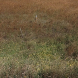 Coronidium gunnianum at Dry Plain, NSW - 14 Mar 2022