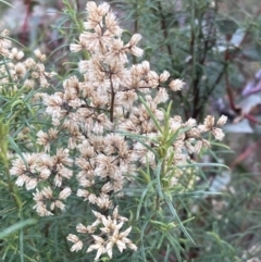 Cassinia quinquefaria (Rosemary Cassinia) at Fadden, ACT - 4 Jul 2023 by AnneG1