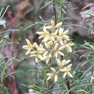 Cassinia quinquefaria at Fadden, ACT - 4 Jul 2023 12:39 PM