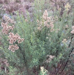 Cassinia quinquefaria at Fadden, ACT - 4 Jul 2023 12:39 PM