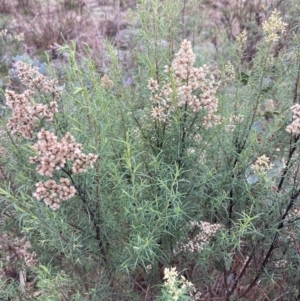 Cassinia quinquefaria at Fadden, ACT - 4 Jul 2023 12:39 PM