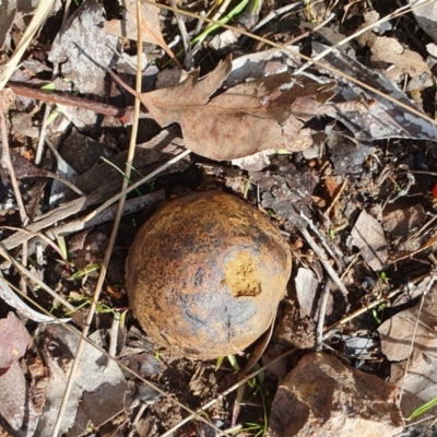 Pisolithus marmoratus (Horse Dung Fungus) at Lyneham, ACT - 29 Jun 2023 by MPhillips