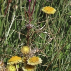 Epilobium sp. (A Willow Herb) at Dry Plain, NSW - 14 Mar 2022 by AndyRoo