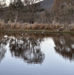 Chenonetta jubata (Australian Wood Duck) at Cook, ACT - 6 Jul 2023 by lbradley