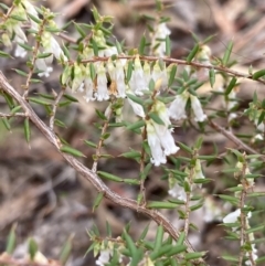 Leucopogon fletcheri subsp. brevisepalus (Twin Flower Beard-Heath) at Jerrabomberra, ACT - 4 Jul 2023 by AnneG1