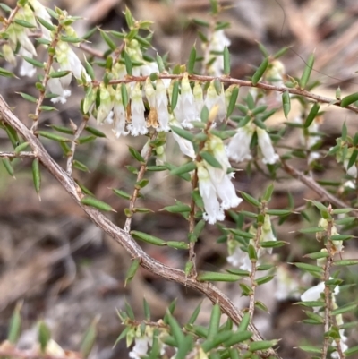 Leucopogon fletcheri subsp. brevisepalus (Twin Flower Beard-Heath) at Wanniassa Hill - 4 Jul 2023 by AnneG1