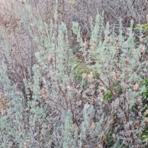 Lavandula stoechas at Jerrabomberra, ACT - 6 Jul 2023