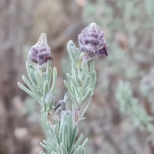 Lavandula stoechas at Jerrabomberra, ACT - 6 Jul 2023