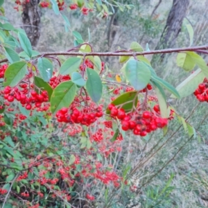 Cotoneaster glaucophyllus at Jerrabomberra, ACT - 6 Jul 2023 04:16 PM