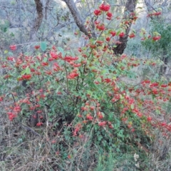 Cotoneaster glaucophyllus at Jerrabomberra, ACT - 6 Jul 2023