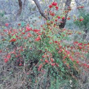 Cotoneaster glaucophyllus at Jerrabomberra, ACT - 6 Jul 2023 04:16 PM