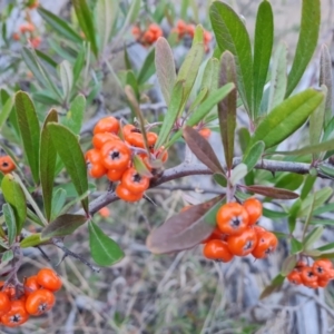 Pyracantha angustifolia at Jerrabomberra, ACT - 6 Jul 2023