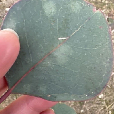 Eucalyptus polyanthemos subsp. polyanthemos (Red Box) at Molonglo Valley, ACT - 6 Jul 2023 by lbradley