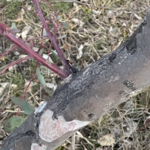 Eucalyptus polyanthemos subsp. polyanthemos at Aranda, ACT - 6 Jul 2023