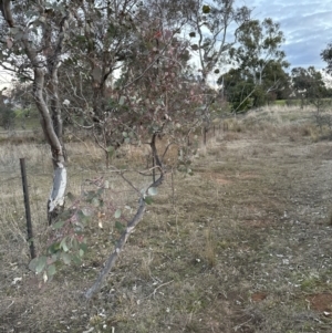 Eucalyptus polyanthemos subsp. polyanthemos at Aranda, ACT - 6 Jul 2023