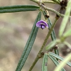 Glycine clandestina (Twining Glycine) at Macarthur, ACT - 4 Jul 2023 by AnneG1