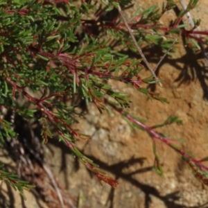 Dillwynia prostrata at Dry Plain, NSW - 14 Mar 2022 12:35 PM