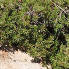 Dillwynia prostrata at Dry Plain, NSW - 14 Mar 2022 12:35 PM