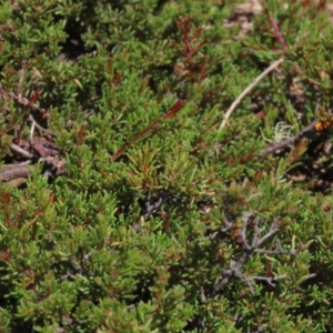 Dillwynia prostrata at Dry Plain, NSW - 14 Mar 2022 12:35 PM