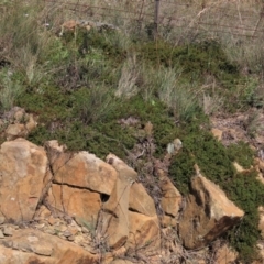 Dillwynia prostrata at Dry Plain, NSW - 14 Mar 2022